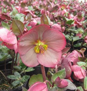 Helleborus Frostkiss® Penny's Pink - Lenten Rose PP 24149 from The Ivy Farm