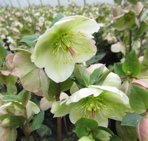 Helleborus Frostkiss® Molly's White - Lenten Rose PP 25685 from The Ivy Farm