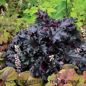 Heuchera 'Black Taffeta' - Coral Bells PP 26162 from The Ivy Farm
