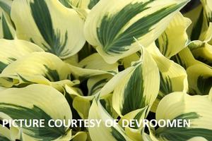 Hosta 'Firn Line' - Plantain Lily from The Ivy Farm