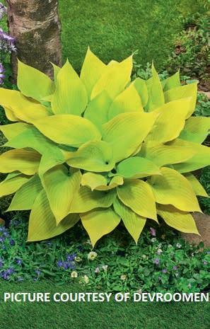Hosta 'Sunny Halcyon' - Plantain Lily from The Ivy Farm