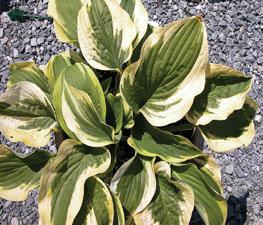 Hosta 'Wide Brim' - Plantain Lily from The Ivy Farm