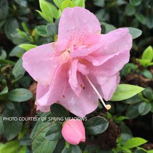 Azalea Perfecto Mundo® Double Pink - pp 32819 from The Ivy Farm