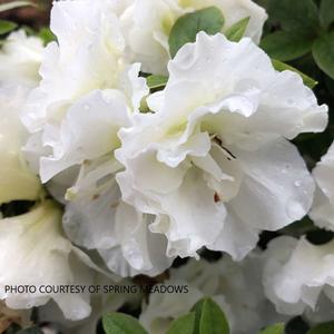 Azalea Perfecto Mundo® Double White - PPAF from The Ivy Farm