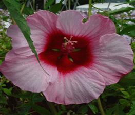 Hibiscus 'Lady Baltimore' - Hardy Hibiscus from The Ivy Farm