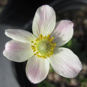 Anemone Spring Beauty™ White - Windflower PP 32200 from The Ivy Farm
