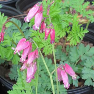 Dicentra 'Luxuriant' - Fringed Bleeding Heart from The Ivy Farm