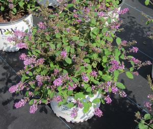 Buddleia Lo & Behold® 'Blue Chip Jr.' - Butterfly Bush PP 26581 from The Ivy Farm