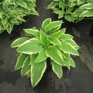Hosta 'Antioch' - Plantain Lily from The Ivy Farm