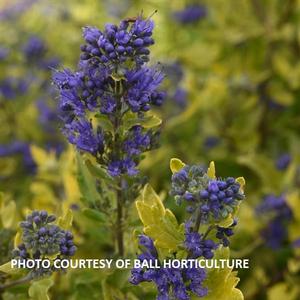 Caryopteris clandonensis 'Gold Crest' - Bluebeard PP 32310 from The Ivy Farm
