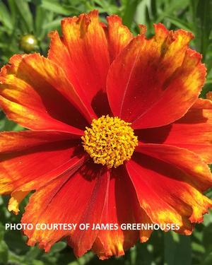 Coreopsis L'il Bang™ 'Firewheel' - Tickseed PPAF from The Ivy Farm