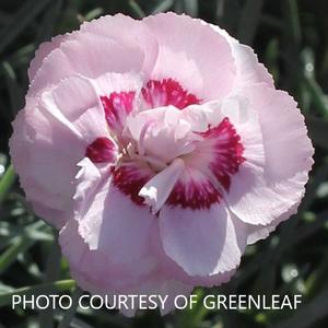 Dianthus 'Angel of Virtue' - Pinks PPAF from The Ivy Farm