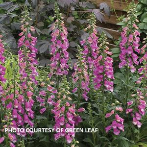 Digitalis 'Pink Panther' - Foxglove from The Ivy Farm