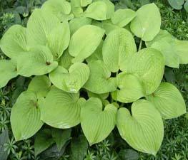 Hosta 'August Moon' - Plantain Lily from The Ivy Farm