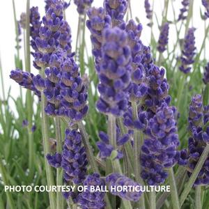 Lavandula 'Annet' - Lavender PP 28867 from The Ivy Farm