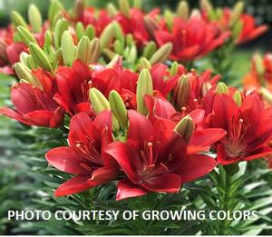 Lilium 'Summer Scarlet®' - Lily from The Ivy Farm