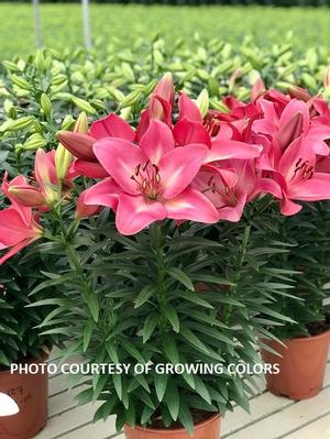 Lilium 'Summer Sky®' - Lily from The Ivy Farm