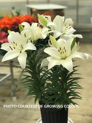 Lilium 'Summer Snow®' - Lily from The Ivy Farm