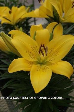 Lilium 'Summer Sun®' - Lily PPAF from The Ivy Farm