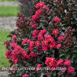 Lagerstroemia 'Cherry Mocha' - Crape Myrtle PP 28281 from The Ivy Farm