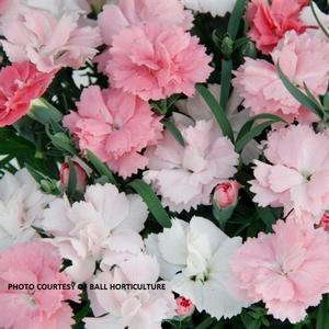 Dianthus Everlast™ 'Pink + White' - Pinks PP 34855 from The Ivy Farm