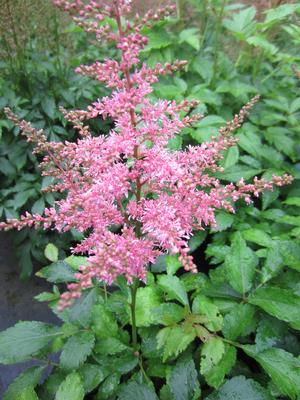 Astilbe 'Country & Western' - False Spirea from The Ivy Farm Astilbe 'Country & Western' - False Spirea from The Ivy Farm