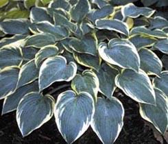 Hosta 'First Frost' - Plantain Lily from The Ivy Farm