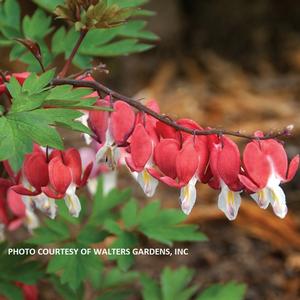 Dicentra spectabilis 'Valentine' - Bleeding Heart PP 22739 from The Ivy Farm