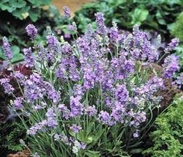 Lavandula 'Ellagance Sky' - Lavender from The Ivy Farm