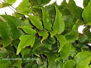 Cyrtomium fortunei clivicola - Japanese Holly Fern from The Ivy Farm
