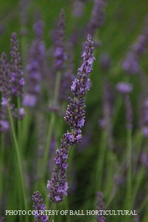 Lavandula 'Phenomenal' - Lavender PP 24193 from The Ivy Farm