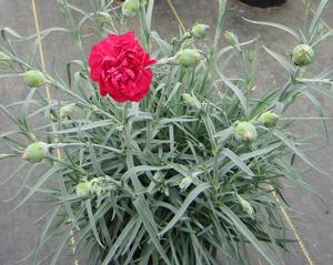 Dianthus 'Ruby's Tuesday' - Pinks PP#13872 from The Ivy Farm