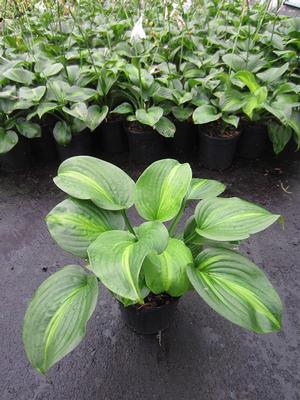 Hosta 'Avocado' - Plantation Lily from The Ivy Farm