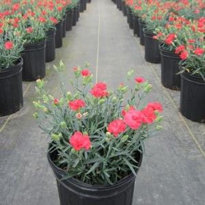 Dianthus 'Rosebud' - Pinks PP 21397 from The Ivy Farm