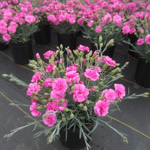 Dianthus 'Pot Tickled Pink' - Pinks Scentfirst™ PP14919 from The Ivy Farm