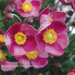 Anemone 'Pretty Lady Diana' - Windflower PP 22332 from The Ivy Farm
