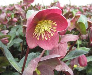Helleborus Frostkiss® Pippa's Purple - Lenten Rose PP 27121 from The Ivy Farm