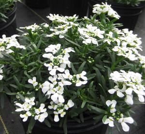 Iberis 'Snowsation' - Evergreen Candytuft pp 29637 from The Ivy Farm