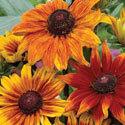 Rudbeckia 'Autumn Colors' - Black-Eyed Susan from The Ivy Farm
