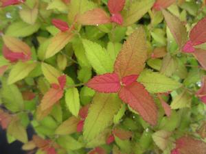 Spiraea Double Play® Candy Corn® - Japanese Spiraea PP 28313 from The Ivy Farm