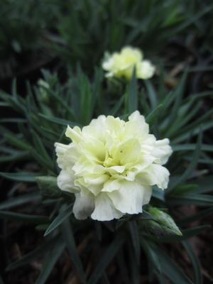 Dianthus Odessa? 'Yellow Bling Bling' - Pinks from The Ivy Farm