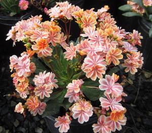 Lewisia 'Sunset Strain' - Lewisia from The Ivy Farm