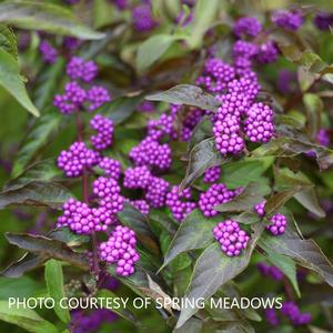 Callicarpa 'Early Amethyst' - Beautyberry from The Ivy Farm