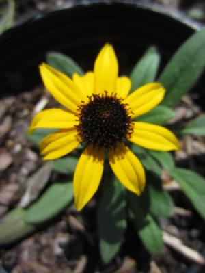 Rudbeckia 'American Gold Rush' - Black Eyed Susan PP 28498 from The Ivy Farm