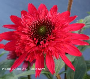 Echinacea Sunny Days™ Ruby - Coneflower PPAF from The Ivy Farm