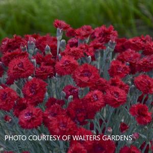 Dianthus Fruit Punch? Maraschino - Pinks PP 27882 from The Ivy Farm