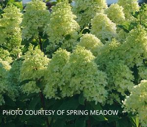 Hydrangea paniculata Limelight Prime™ - Dwarf Panicle PPAF from The Ivy Farm