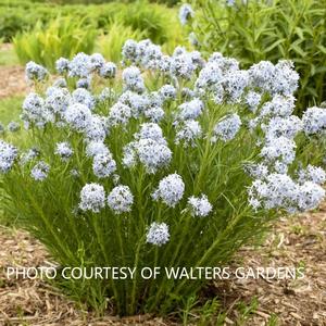Amsonia 'String Theory' - Blue Star PPAF from The Ivy Farm