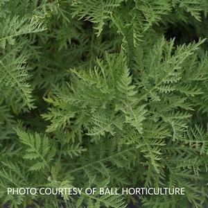 Artemisia SunFern™ Arcadia - Russian Wormwood PPAF from The Ivy Farm