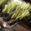 Potting Shed 4